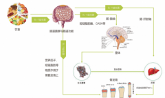 童益生菌范畴领军
